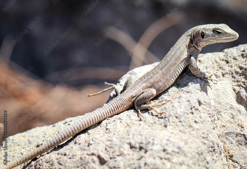 Gran-Canaria-Rieseneidechse, Kanareneidechse, Gekko Gran-Canaria-Rieseneidechse, Kanareneidechse, Gekko