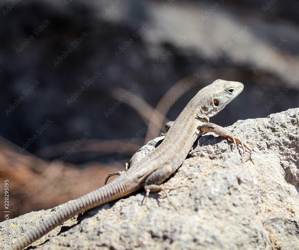 Gran-Canaria-Rieseneidechse, Kanareneidechse, Gekko Gran-Canaria-Rieseneidechse, Kanareneidechse, Gekko