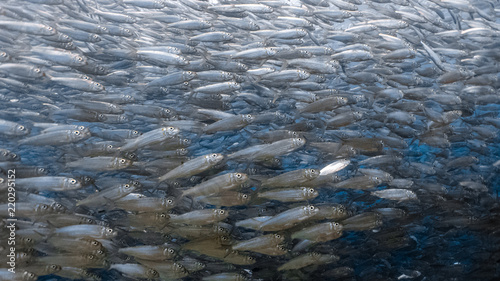 Close up view of a school of sardines in a shallow water