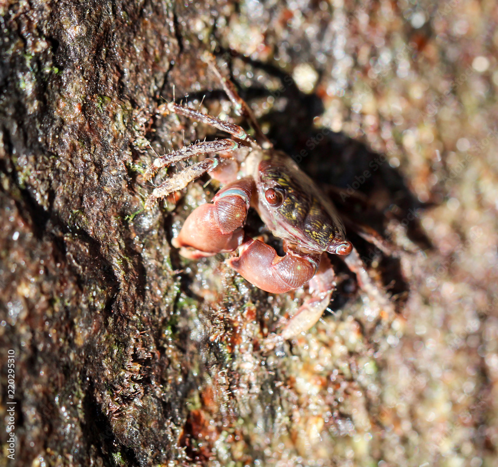 Krabbe auf einem Stein 