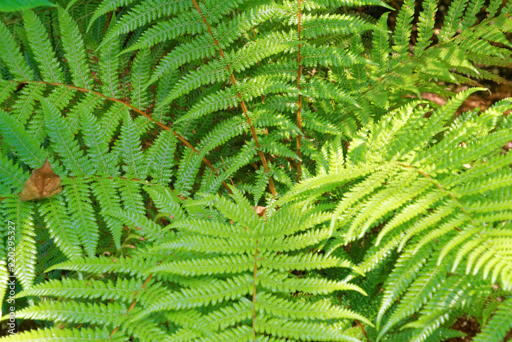 Dicksonia fibrosa Dicksonia fibrosa