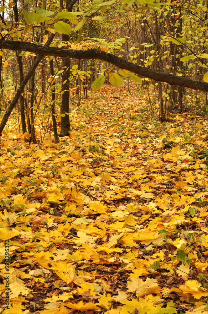 Obraz premium The path in the forest is covered with yellow maple leaves