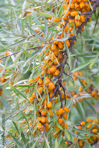 Branch of sea buckthorn