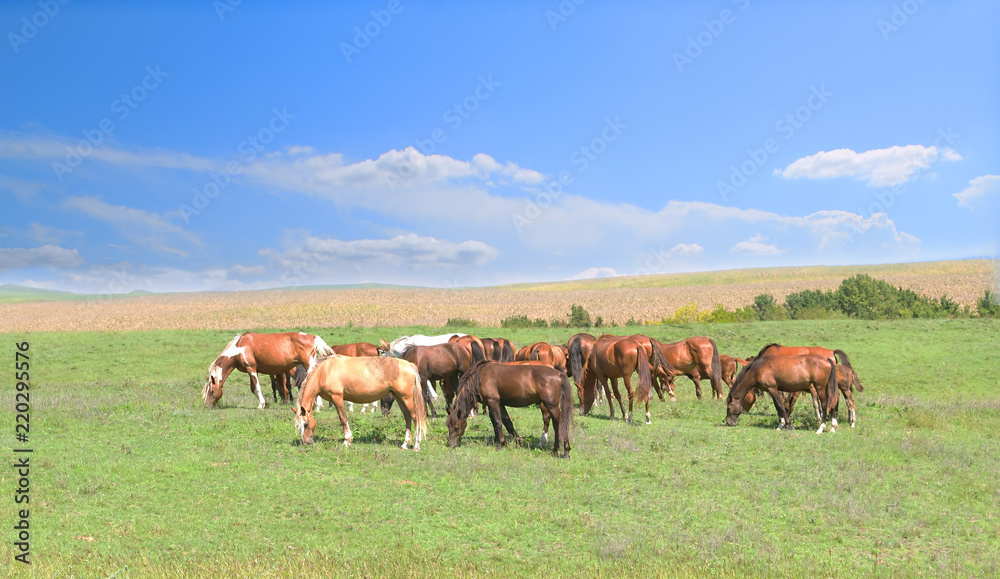 one white standout horse in the herd among brown horses against the background of a colorful blue sky and green hills
