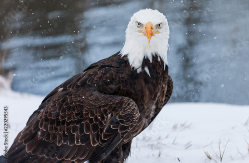 Bald Eagle in winter 