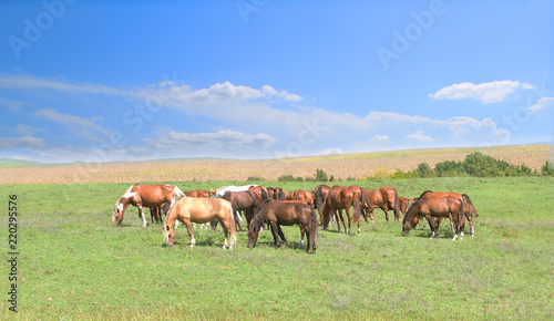 one white standout horse in the herd among brown horses against the background of a colorful blue sky and green hills 