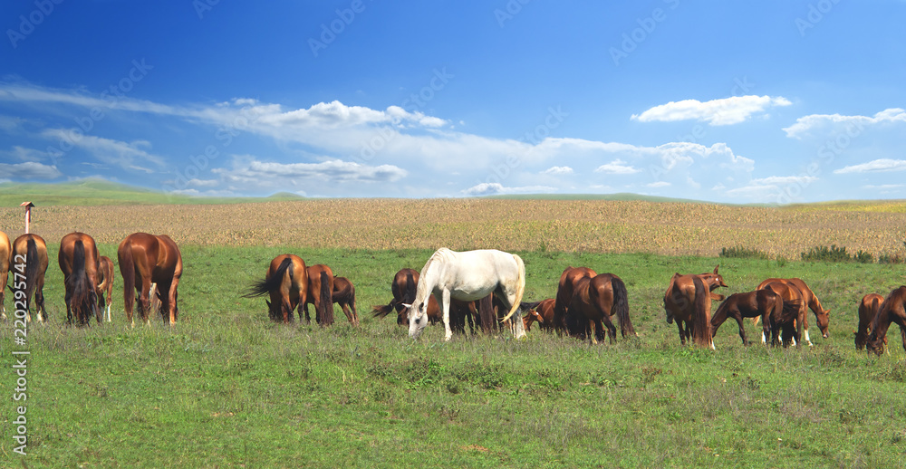 one white standout horse in the herd among brown horses against the background of a colorful blue sky and green hills
