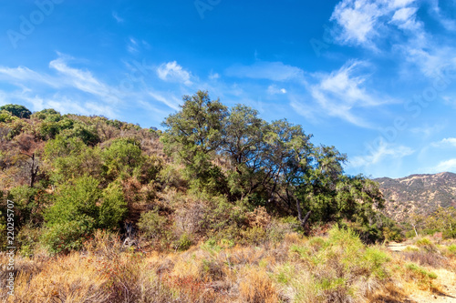 Trees provide little shade from summer sun in California mountains on hot day