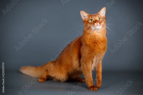 Somali cat on colored backgrounds