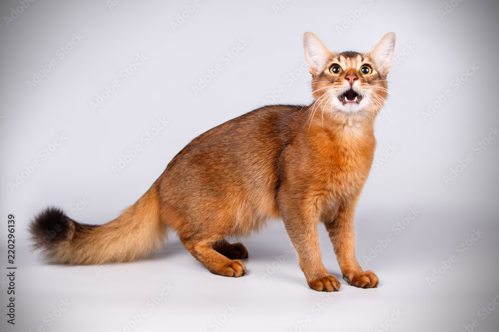 Somali cat on colored backgrounds