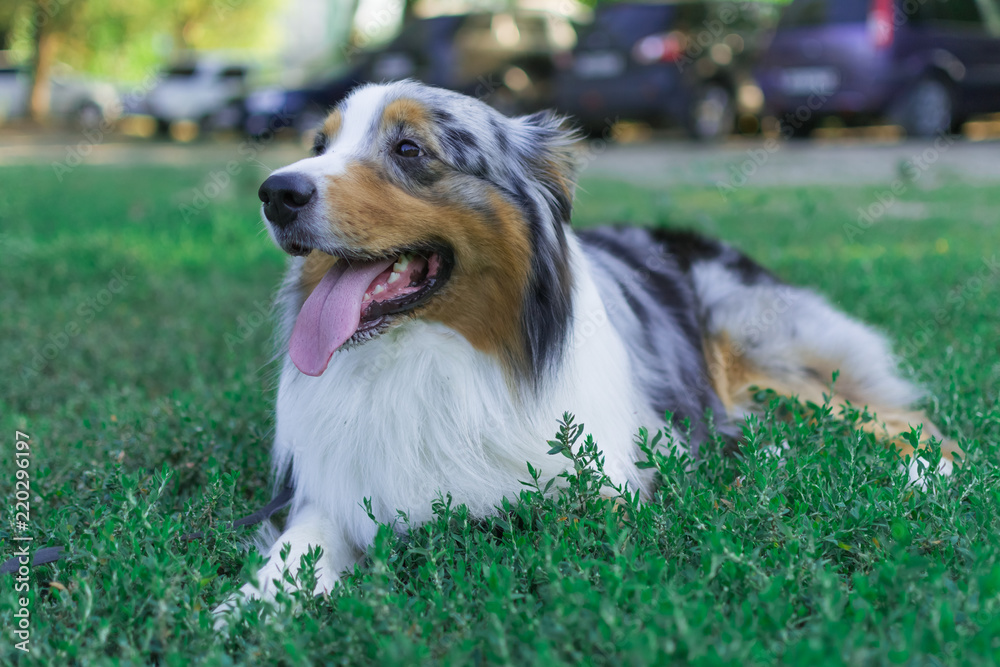 the Australian shepherd has a rest in nature. posing at the camera the Australian shepherd has a rest in nature. posing at the camera