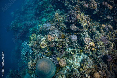 Healthy corals and reef fish in a thriving coral reef