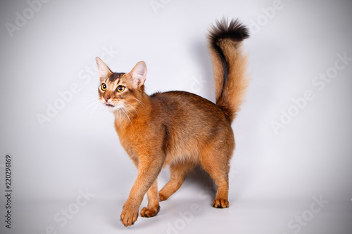 Somali cat on colored backgrounds photo