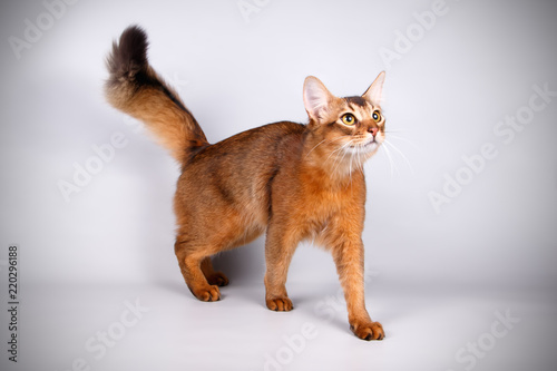 Somali cat on colored backgrounds