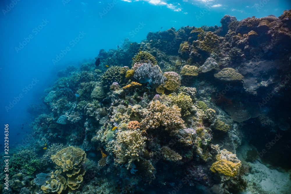 Naklejka premium Zdrowe korale i ryby rafowe w kwitnącej rafie koralowej