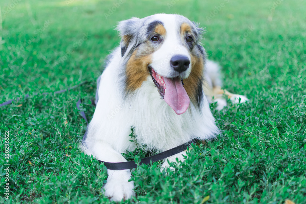 the Australian shepherd has a rest in nature. posing at the camera the Australian shepherd has a rest in nature. posing at the camera