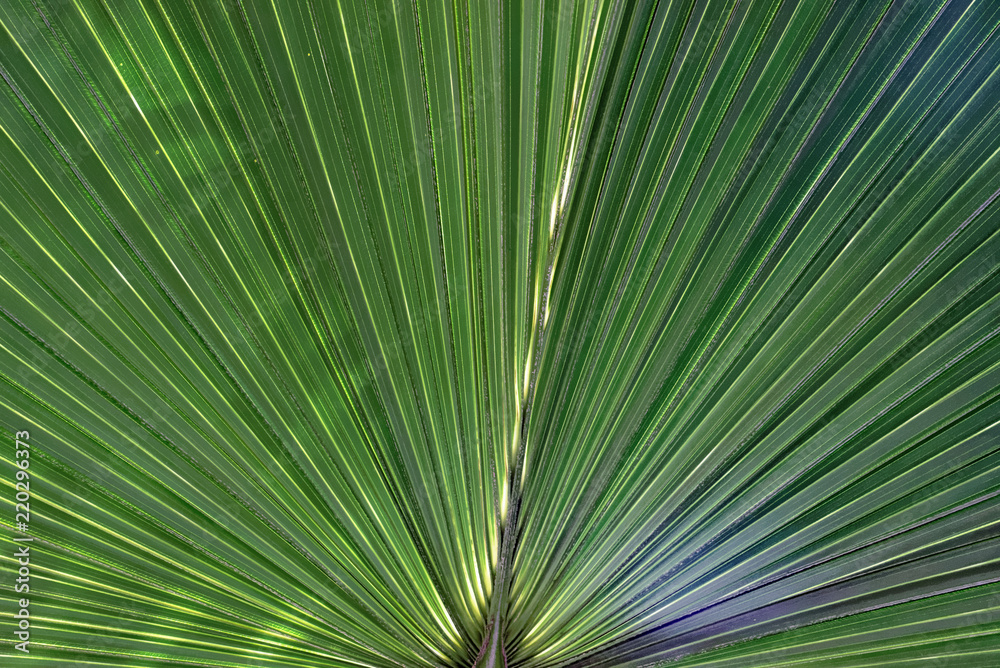 Palm leaf Palm leaf
