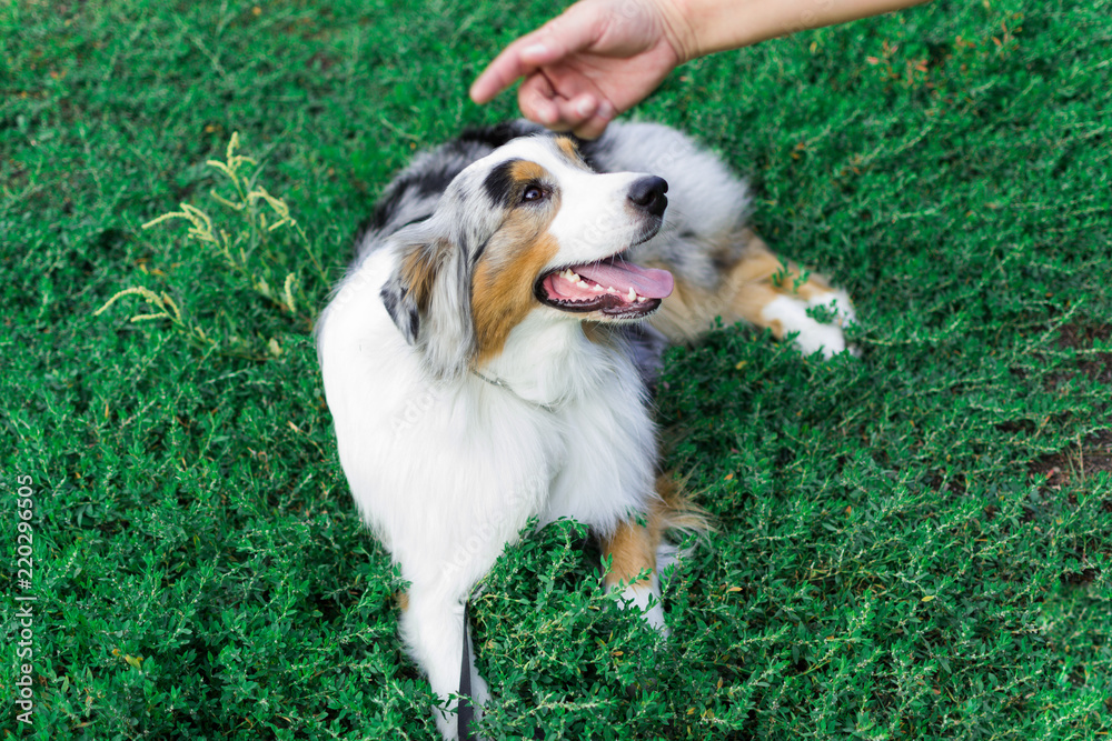 the Australian shepherd has a rest in nature. posing at the camera the Australian shepherd has a rest in nature. posing at the camera