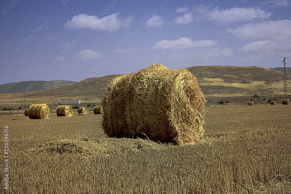 Rulos de pajas de trigo, en el campo