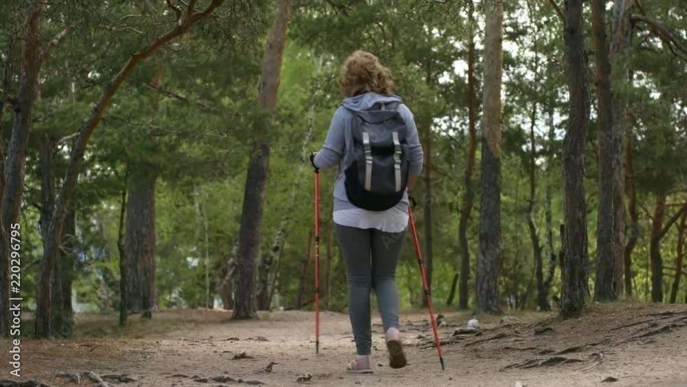Tilt up with rear view of elderly woman with backpack and trekking poles hiking along trail in forest Tilt up with rear view of elderly woman with backpack and trekking poles hiking along trail in forest
