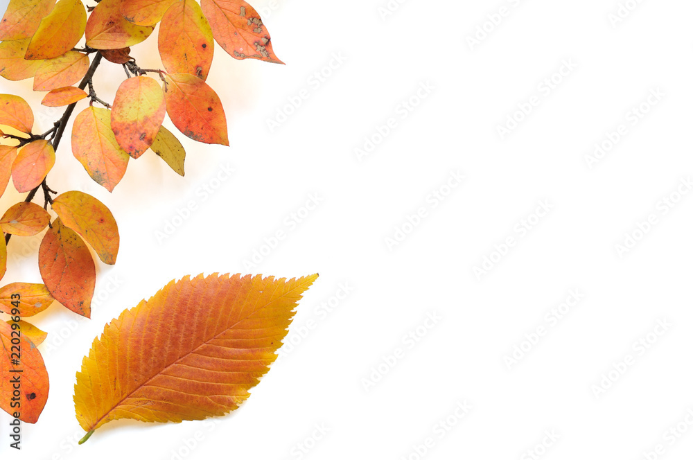 Fototapeta premium Branch and colorful autumn leaves isolated on white background.