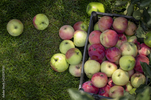 Apples in a plastic box, on a green grass
