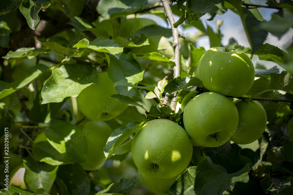 Close-up of green apples on a tree