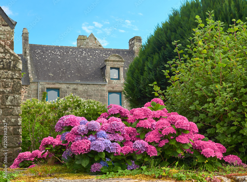 Vista Detalle de las Coloridas Flores de un Jardín Típico del Pueblo Medieval de Locronan, Finisterre, Bretaña, Francia