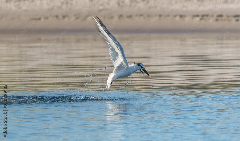 Fototapeta premium jagdszene