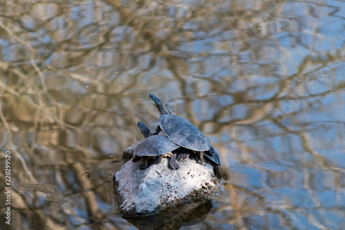 tourtle on the rocks photo