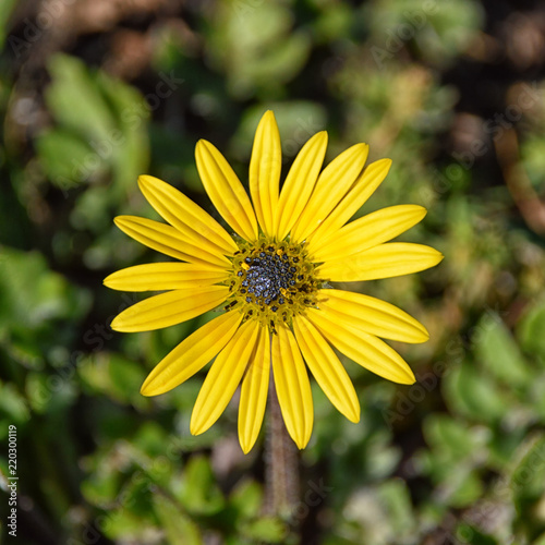 Arctotheca calendula flower photo