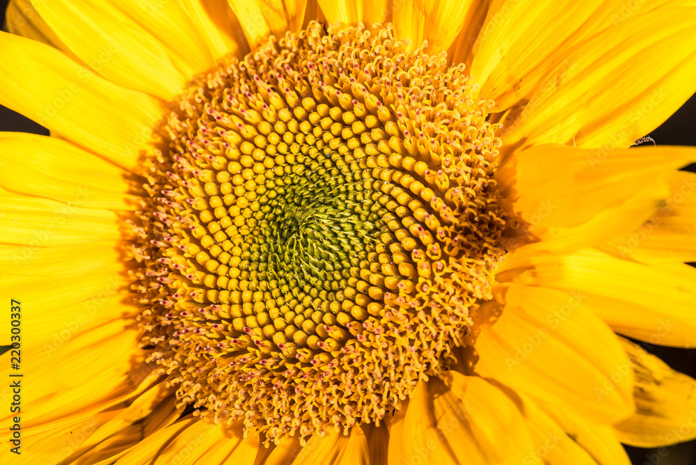 Sunflower, close-up, yellow, (c)Bob Bingham Sunflower, close-up, yellow, (c)Bob Bingham