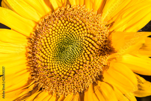 Sunflower, close-up, yellow, (c)Bob Bingham