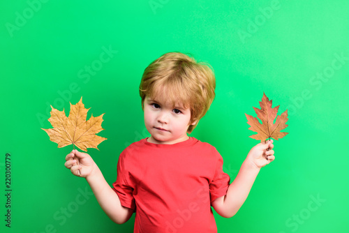 Autumn baby. Little kid with leaves. Colors of autumn. Autumn, season, childhood and people concept. Cute kid, toddler with autumnnal leaves. Small child holds yellow maple leafs. Autumn kids fashion.