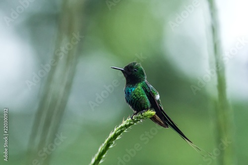 Green thorntail sitting on flower, bird from mountain tropical forest, Costa Rica, bird perching on branch, tiny beautiful hummingbird in natural environment with clear green background