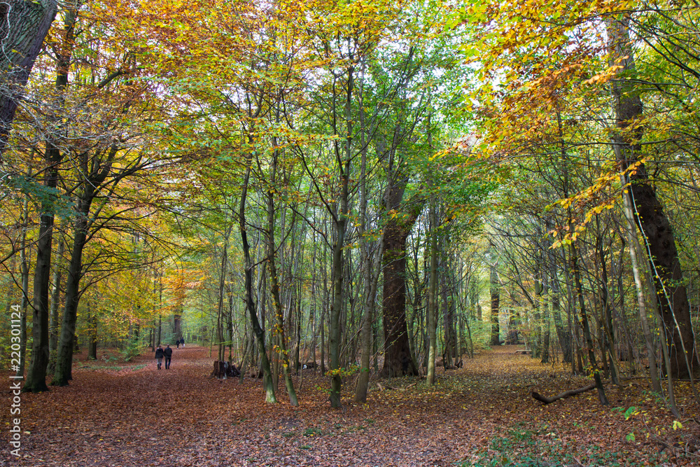 Naklejka premium Autumn in a forest