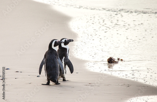 Two African penguins on a sandy beach. Simon's Town. Boulders Beach. South Africa.