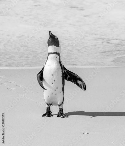 African penguin stands on a sandy beach in a funny pose. Simon's Town. Boulders Beach. South Africa.