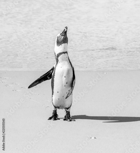 African penguin stands on a sandy beach in a funny pose. Simon's Town. Boulders Beach. South Africa.