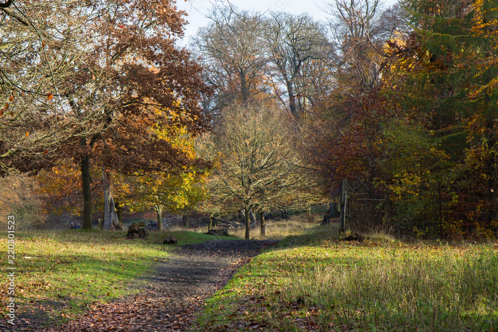 Autumn in a forest Autumn in a forest