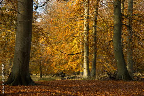 Autumn in a forest north of Copenhagen, Denmark