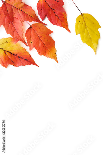 Tatarian maple leaves in autumn colors isolated on white background.