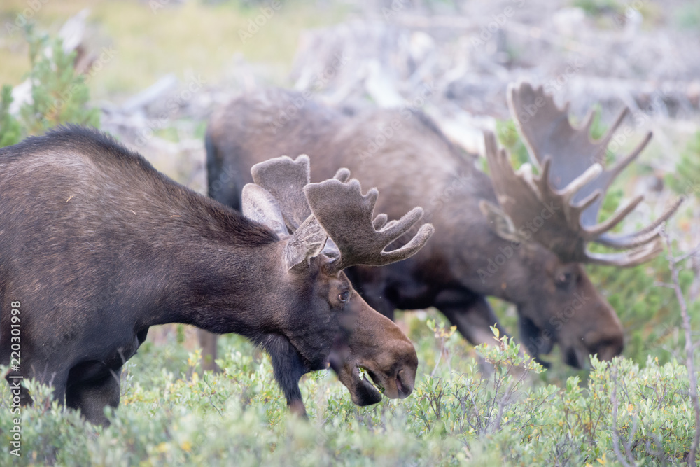 Shiras Moose in the Rocky Mountains of Colorado Shiras Moose in the Rocky Mountains of Colorado