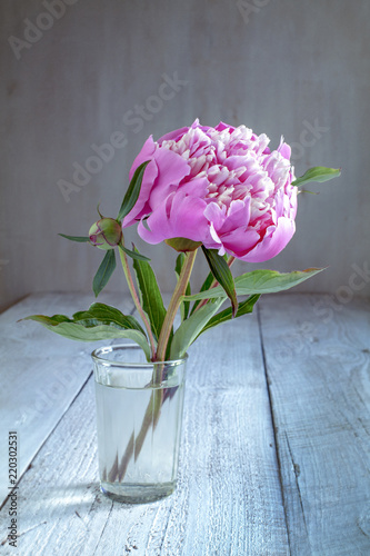 peony flower