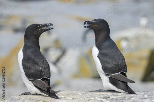 Foto Razorbill Auks, Machias Seal Island