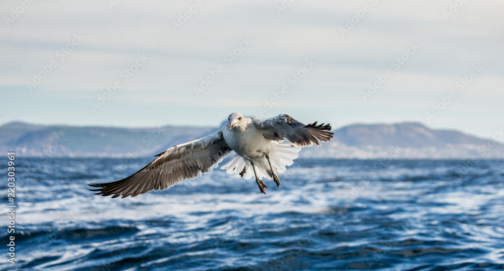 Seagull in flight against the blue sky and coastline. A beautiful moment of flight. Cape Town. False Bay. South Africa. Seagull in flight against the blue sky and coastline. A beautiful moment of flight. Cape Town. False Bay. South Africa.