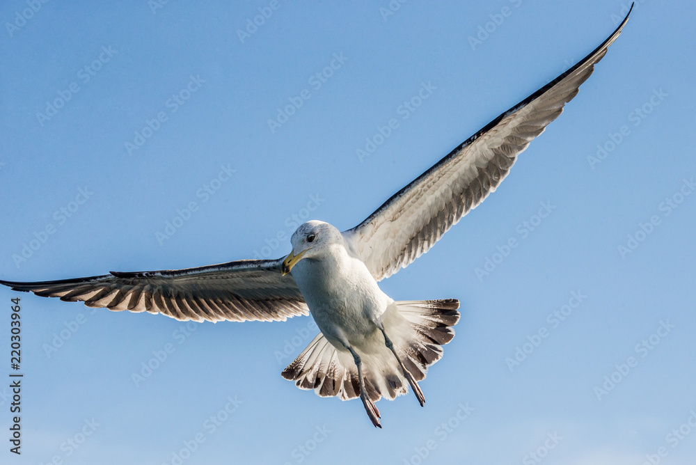 Seagull in flight against the blue sky. A beautiful moment of flight. Cape Town. False Bay. South Africa. Seagull in flight against the blue sky. A beautiful moment of flight. Cape Town. False Bay. South Africa.