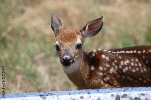 Quizzical fawn