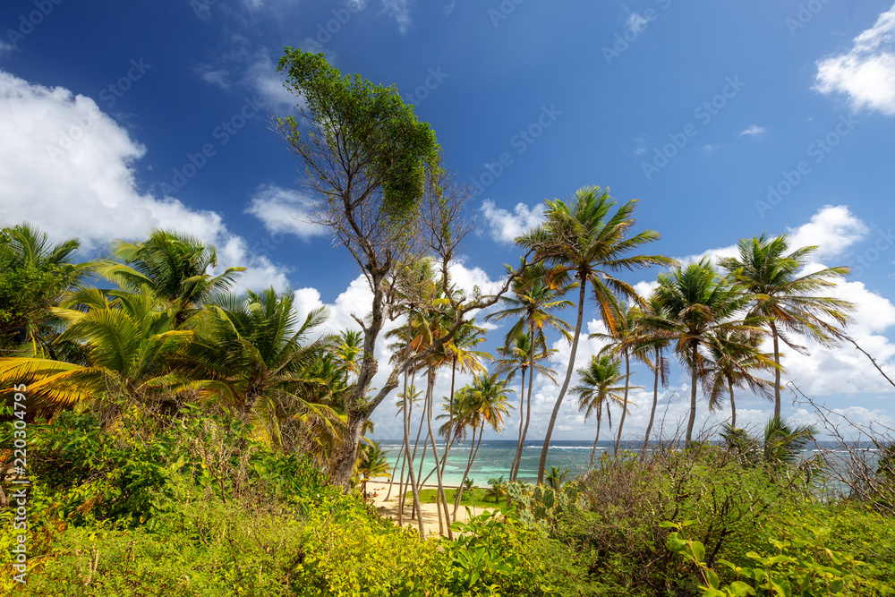 Tropical beach with coconut trees in Martinique, Caribbeans. Anse Michel Cap Chevalier