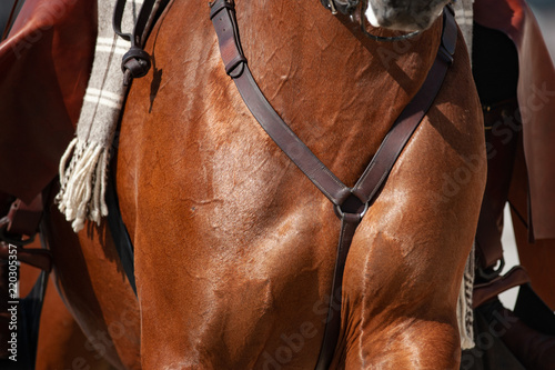 Saddle horse chest closeup